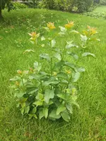 unbekannte pflanze 1.webp