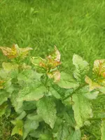 unbekannte pflanze 2.webp