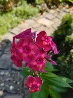 20200723_142656.webp