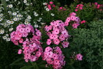 Phlox4617.JPG