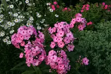 Phlox4617.webp