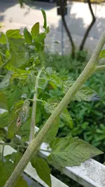 20200725_082009.webp
