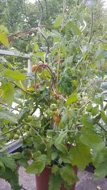 20200725_082044.webp