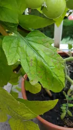 20200725_082107.webp