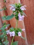 IMG_20200629_101950_1.jpg