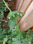 IMG_20200629_102036.jpg