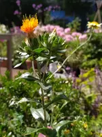 IMG_20200726_124332.jpg