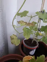20200726_163005[1].webp