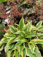 IMG_20200726_171204.webp