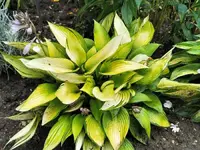 IMG_20200726_171242.webp