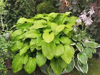 IMG_20200726_171709.webp
