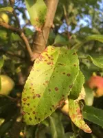 Bild 26.07.20 um 19.22.webp