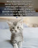 Katze.webp