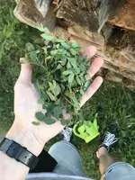 b5.webp