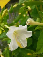 IMG-20200727-WA0002.webp