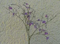 SAM_1843b.webp
