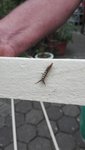 IMG_20200711_132337.jpg