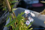 comp_DSC09213.jpg