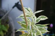 comp_DSC09214.webp