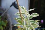 comp_DSC09214.jpg