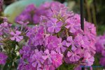 comp_DSC09215.jpg