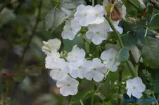 comp_DSC09218.webp