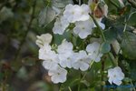 comp_DSC09218.jpg
