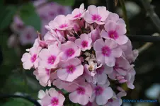 comp_DSC09219.webp