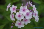 comp_DSC09223.jpg