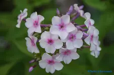 comp_DSC09223.jpg