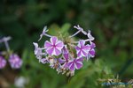 comp_DSC09227.jpg