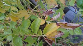 DSC_1607.webp