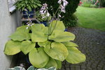 Hosta Sum and Substance 0120.JPG