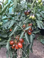 IMG_5576.JPG