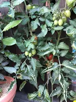 IMG_5587.webp
