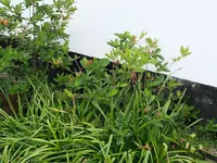Azalee noch grün Anfang Juni.webp