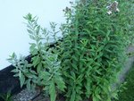 Phlox mit Mehltau.jpg