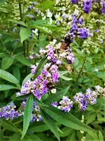 IMG_20200724_123638_1.jpg