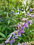 IMG_20200724_123644_1.jpg