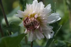 Dahlienblüte1.webp