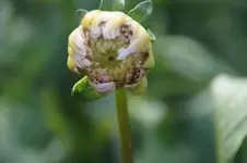 Dahlienknospe1.webp