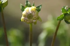 Dahlienknospe2.webp