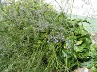 SAM_1845.webp