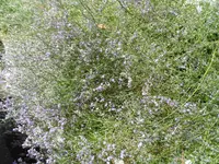 SAM_1846.webp