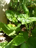 SAM_1851.webp