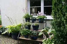 Hostaparade  0920.webp