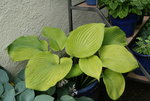 Hosta Sum and Substance 0119.JPG