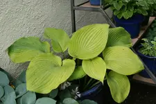 Hosta Sum and Substance 0119.webp