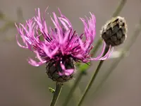 image013.webp