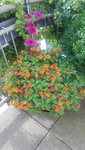 20200727_082632.jpg